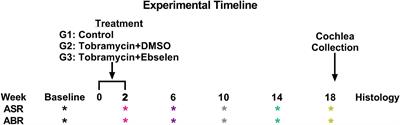 Development of Tinnitus and Hyperacusis in a Mouse Model of Tobramycin Cochleotoxicity